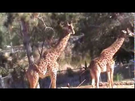 giraffe porn|Free Giraffe Porn Videos .